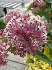 Close-up of pink milkweed flowers with green leaves.