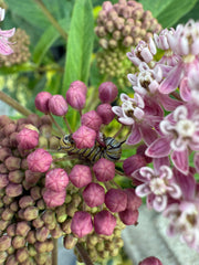 Butterfly caterpillar on pink milkweed flowers