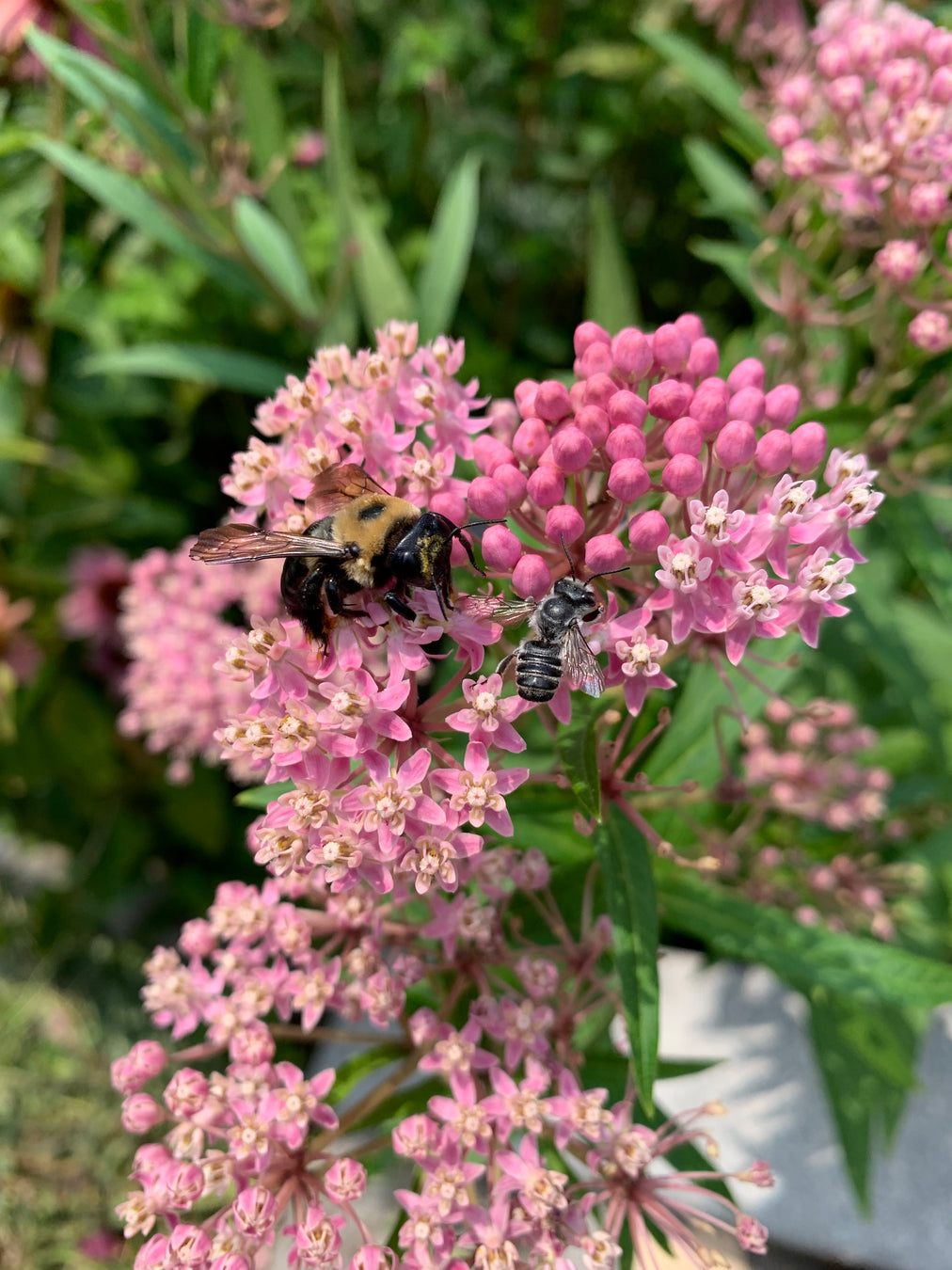 Two bees on pink flowers with green leaves in the background