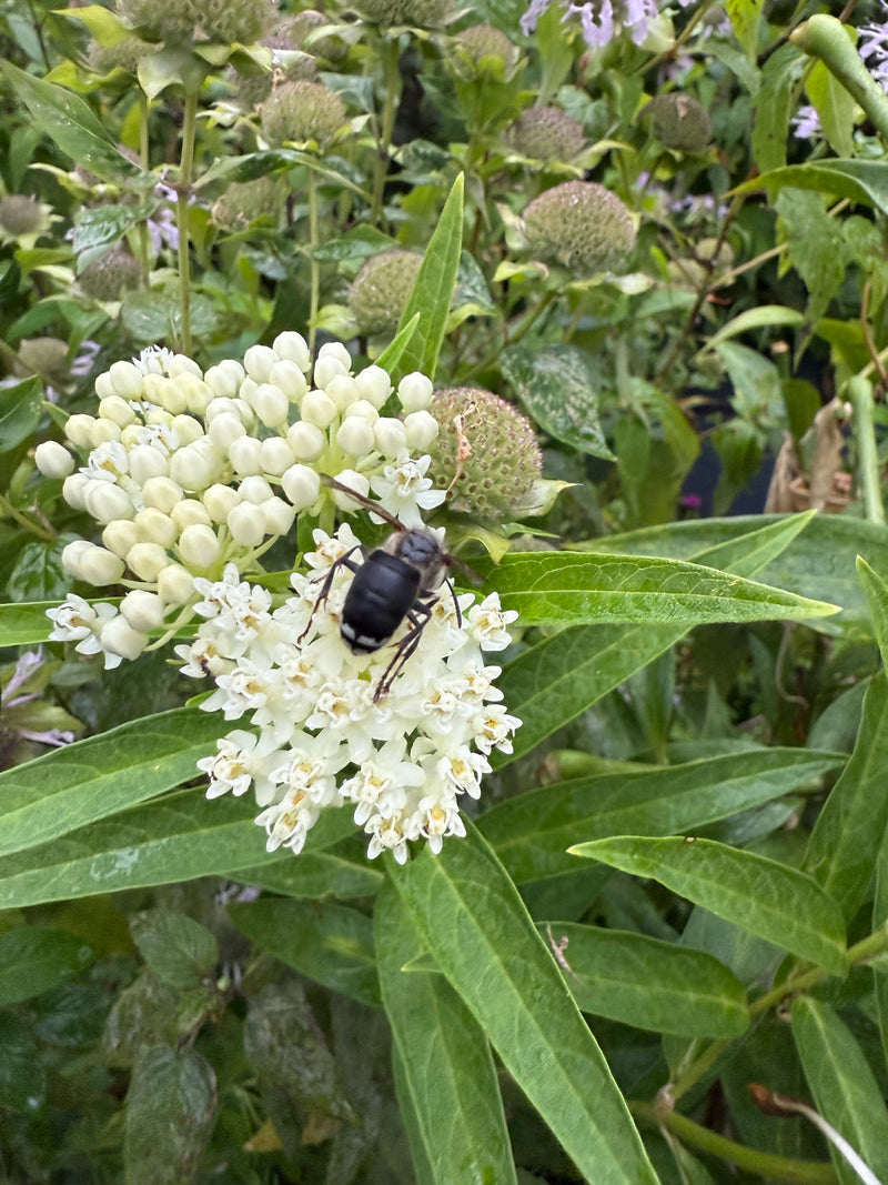 White flowers amid green foliage