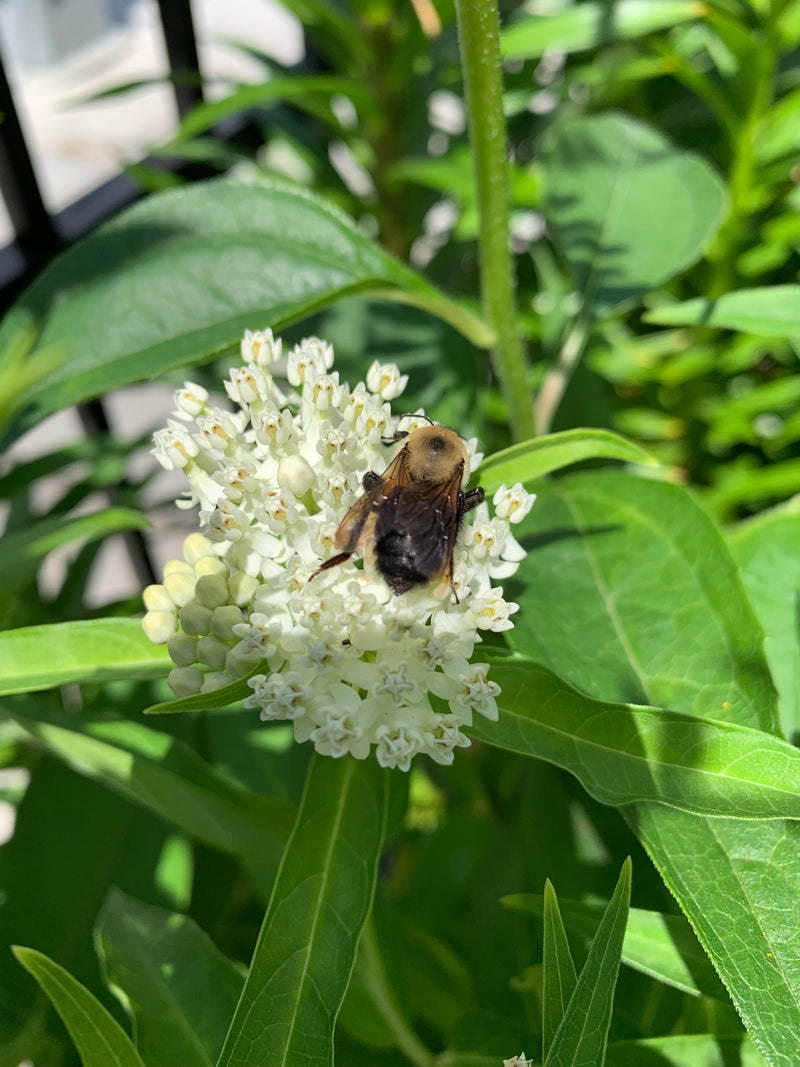 Bumble bee on white flowers