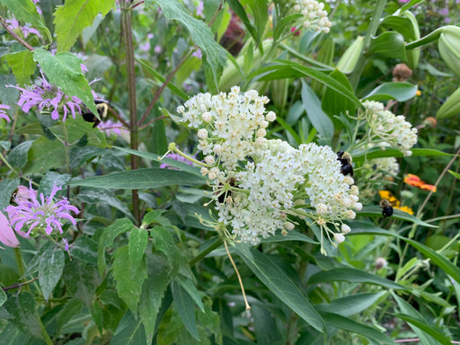 Small white flowers in a garden setting