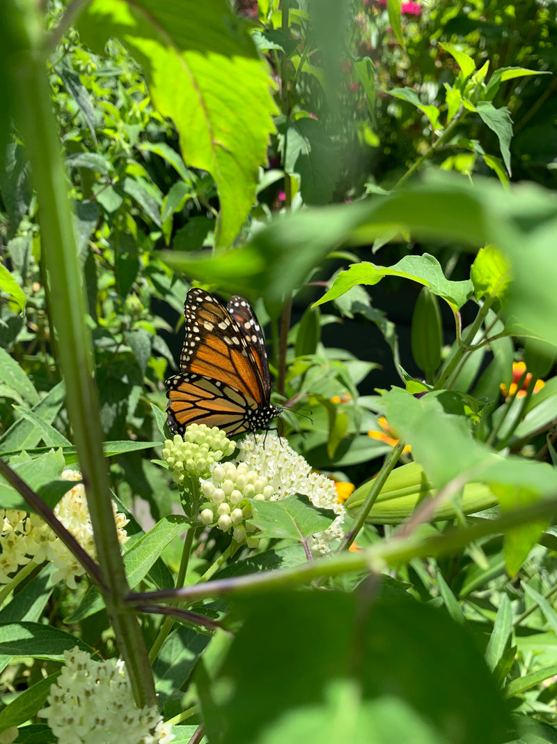 Monarch butterfly on a green leafy plant with flowers in the background