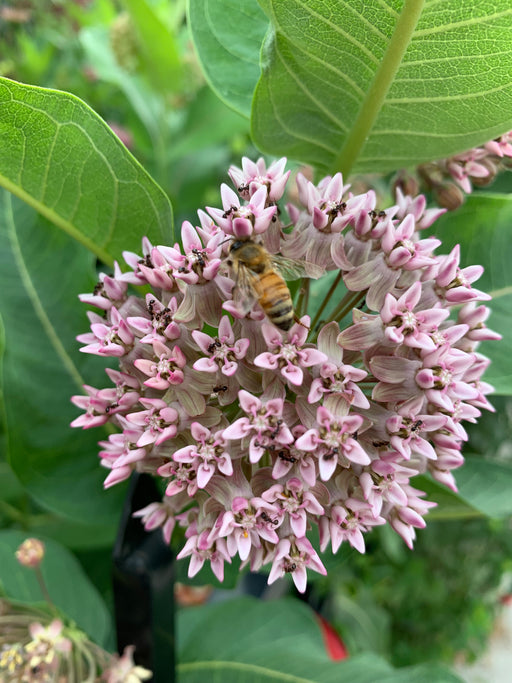 Pink flower with a bee on it, surrounded by green leaves
