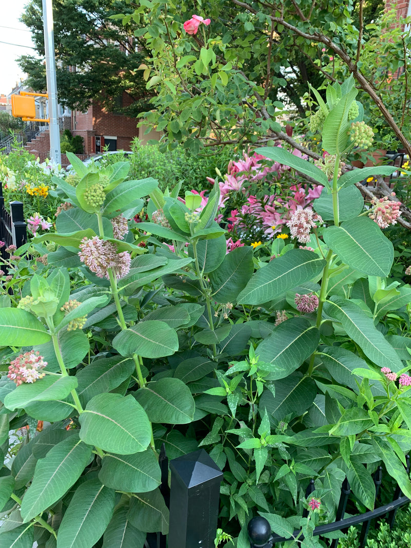 Broad green leaves with pink flowers in a garden setting
