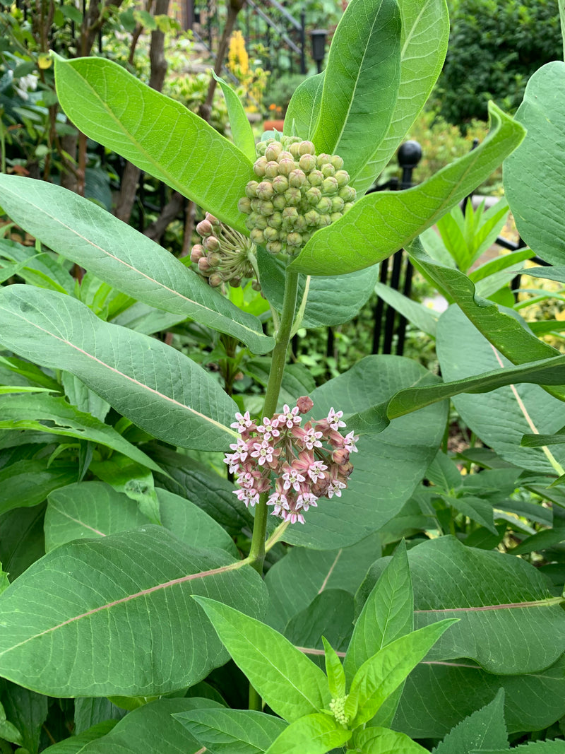 Close-up of a plant with green leaves and small pink flowers, with a blurred background.