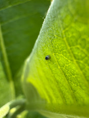 Monarch egg on a green milkweed leaf