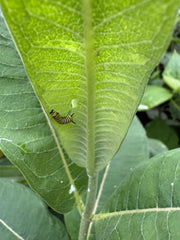 Monarch caterpillar on a green leaf