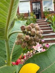 Monarch caterpillar on flower buds with a blurred background