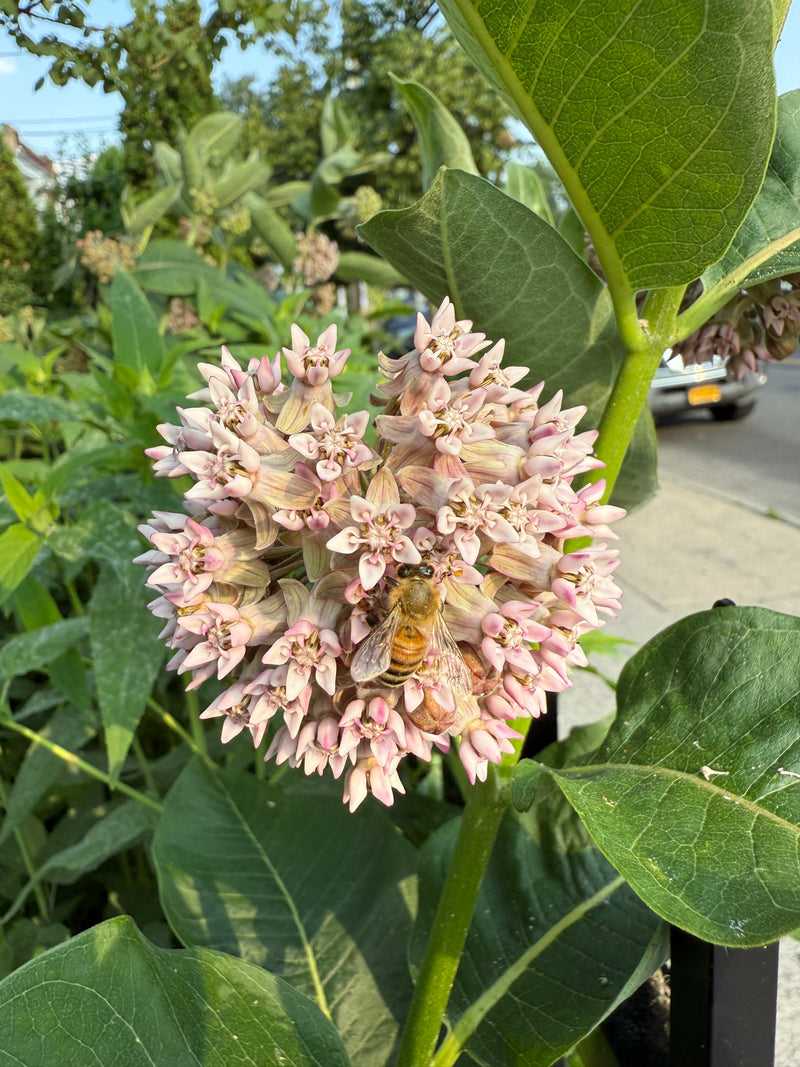 Pink flower with a honeybee on it, surrounded by green leaves