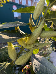 Close-up of a Common Milkweed plant with green leaves and seed pods with a blurred background