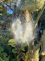 Close-up of a plant with fluffy white seeds and green leaves.
