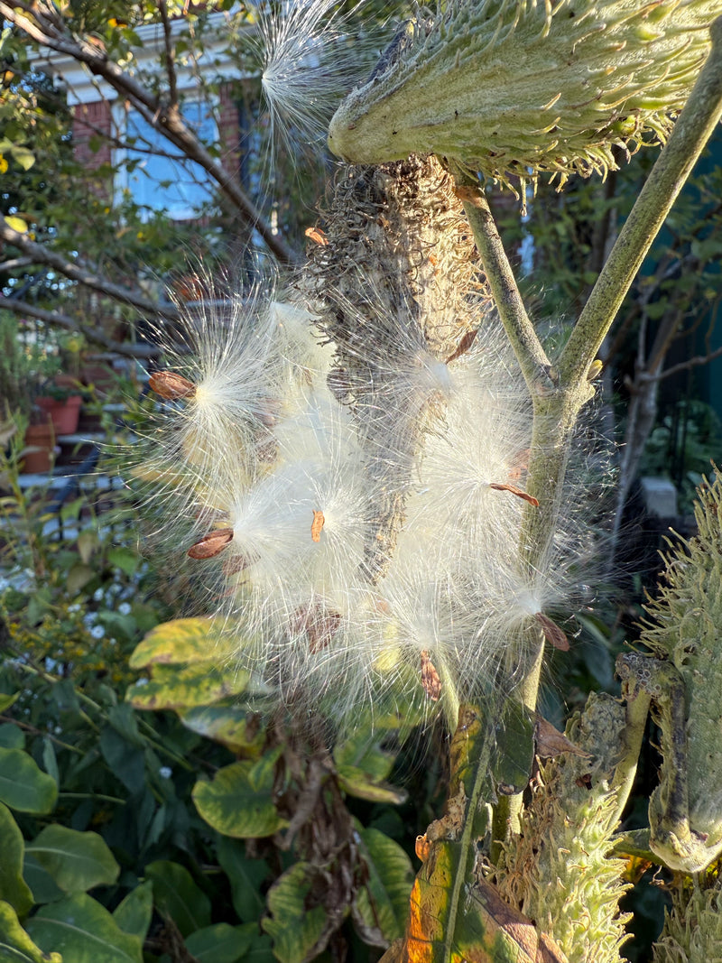Close-up of a plant with fluffy white seeds and green leaves.