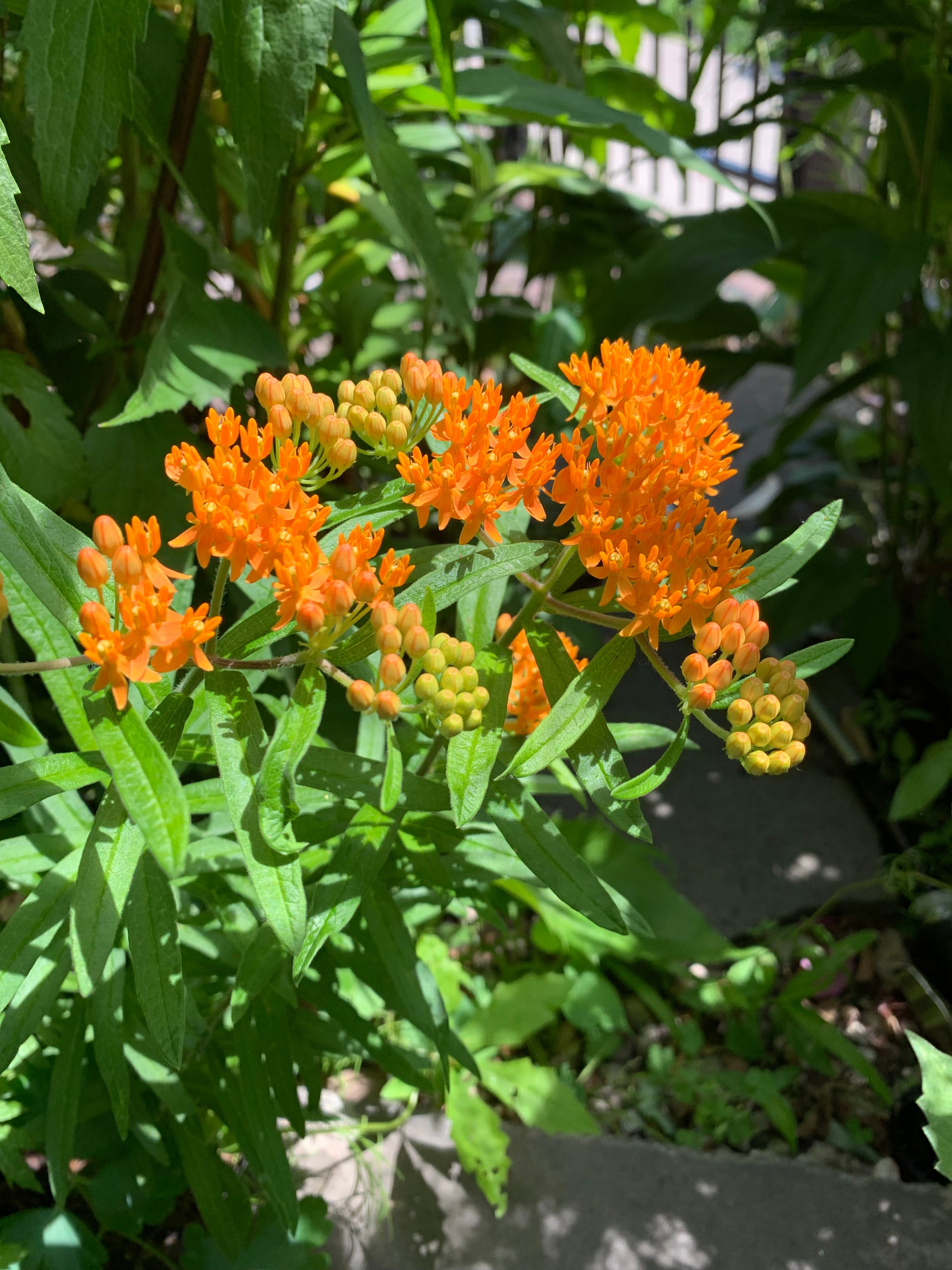 Potted Native Plants (various species, local Astoria, NY pickup only)