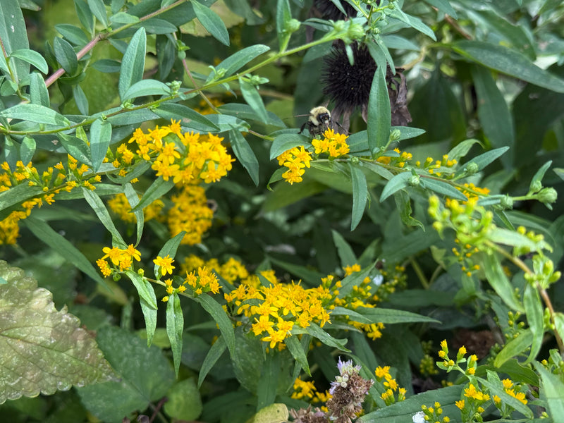 Yellow flowers and green leaves with a bee on a plant