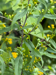 Close-up of green leaves and small yellow flowers