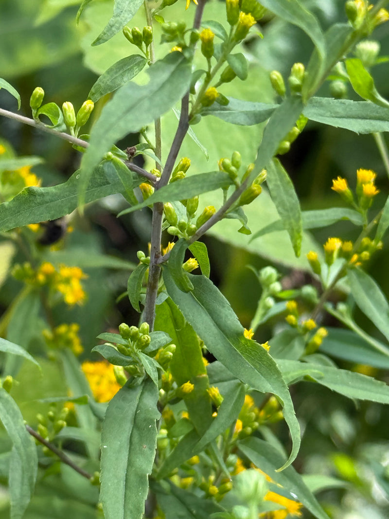 Close-up of green leaves and small yellow flowers