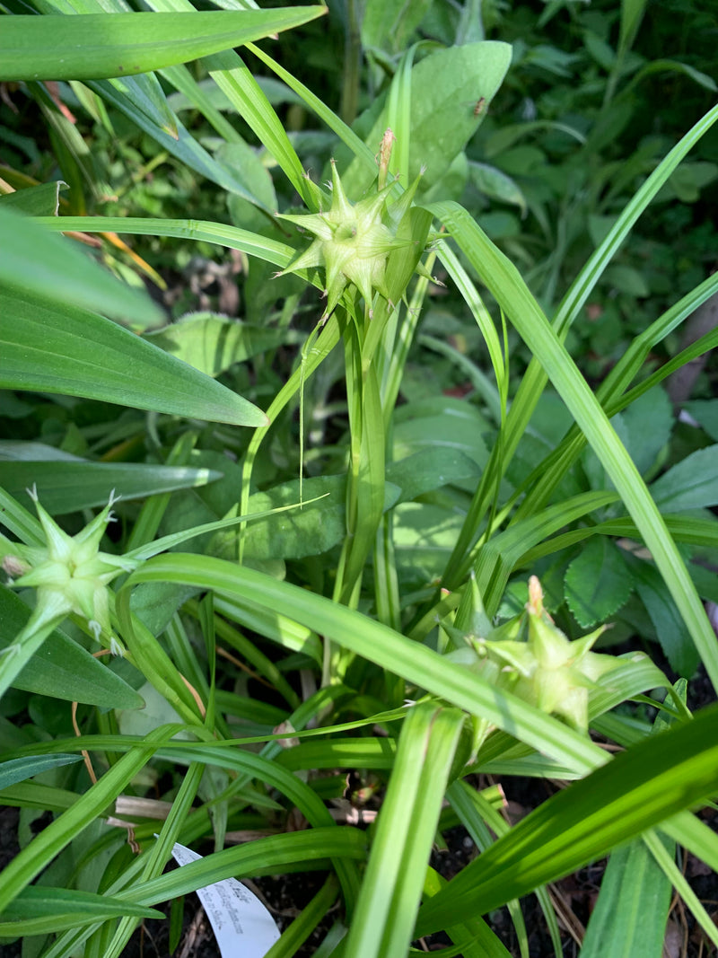 Close-up of green plants with a focus on a specific plant part.