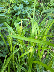 Close-up of green grass and plants in a natural setting