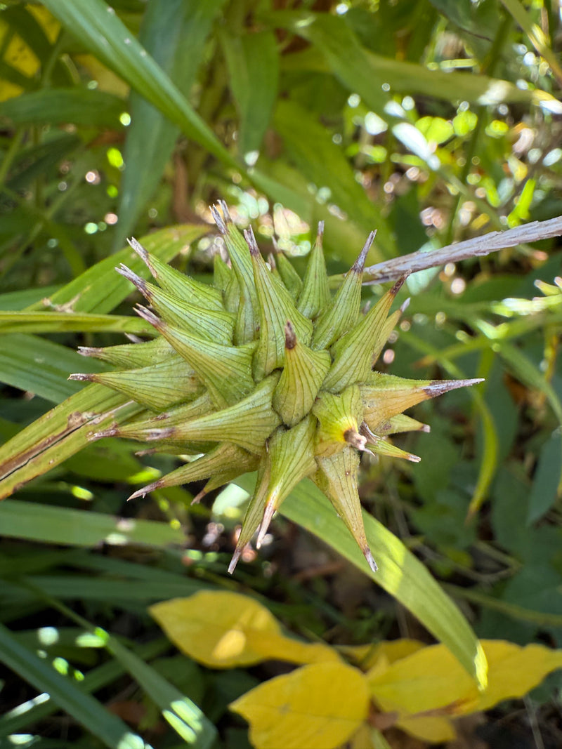 Close-up of a green plant with a spiky seed head in the background