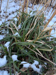 Green sedge with snow patches on a winter day
