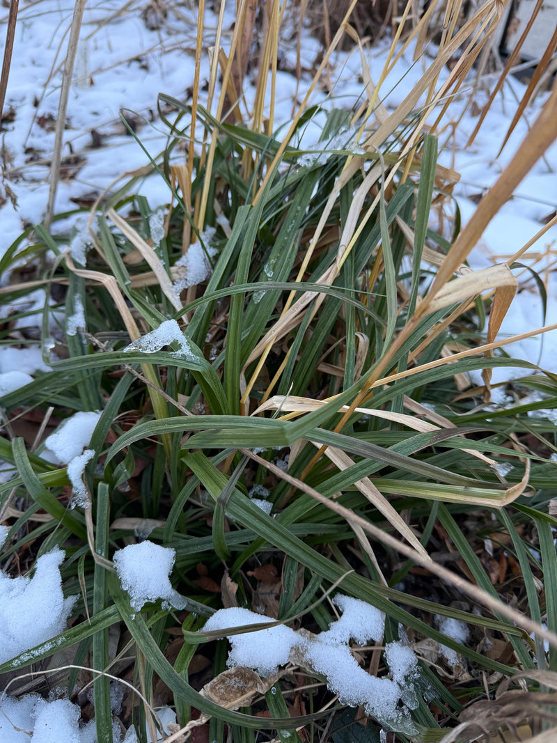 Green sedge with snow patches on a winter day