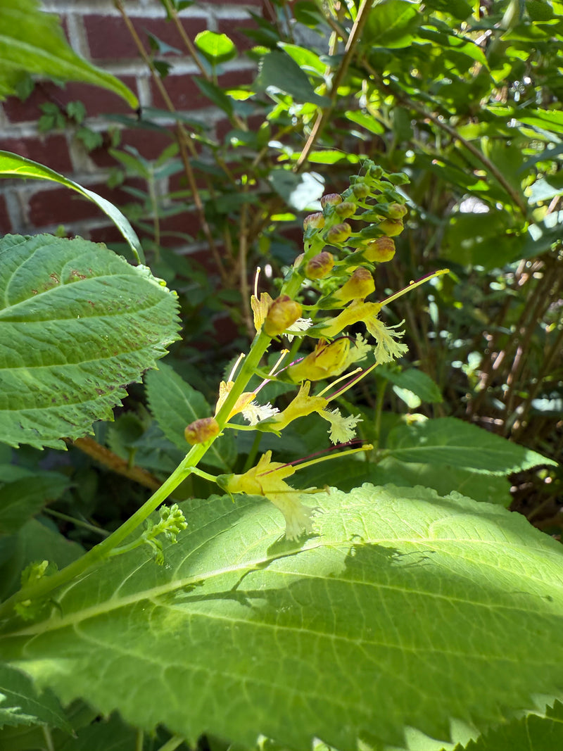 Green leafy plant with small yellow flowers against a blurred brick wall background