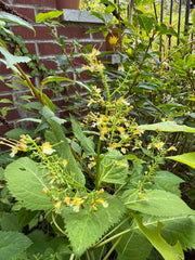 Green leaves with small yellow flowers against a brick wall background