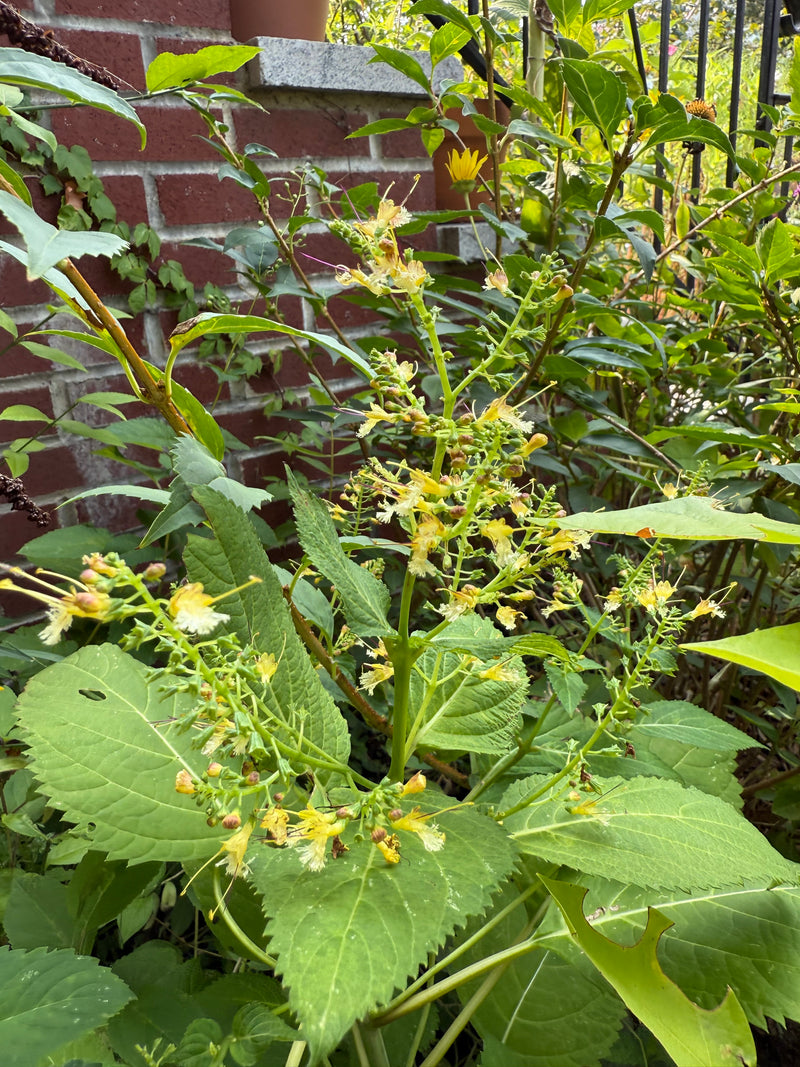 Green leaves with small yellow flowers against a brick wall background