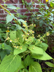 Green plant with small yellow flowers and leaves in front of a brick wall