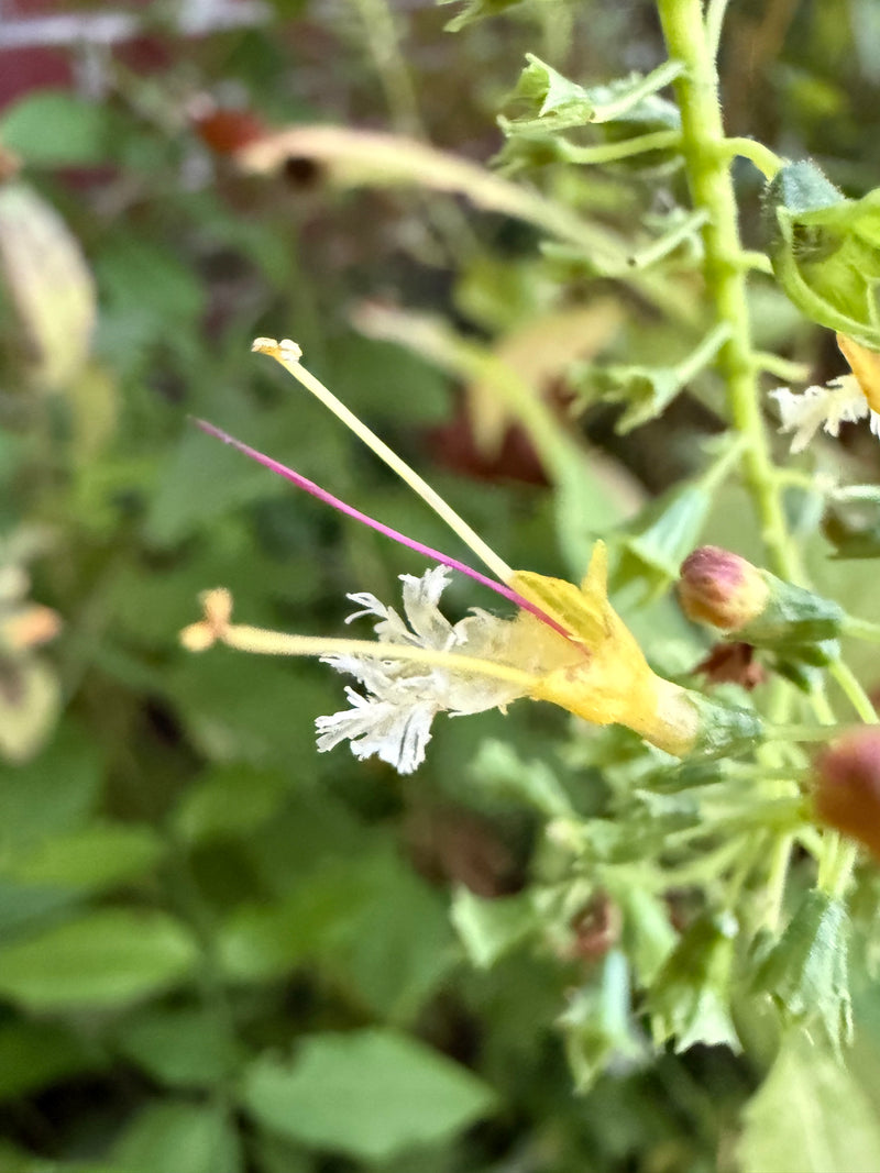 Close-up of a yellow flower with white stamens on a green plant background