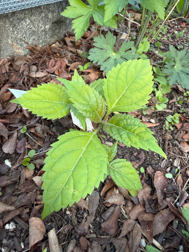 Young Stoneroot plant with large leaves on a ground covered with dry leaves and soil.