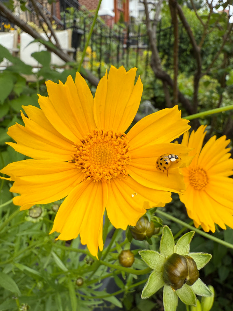 Two yellow flowers with a ladybug on one, surrounded by green leaves.