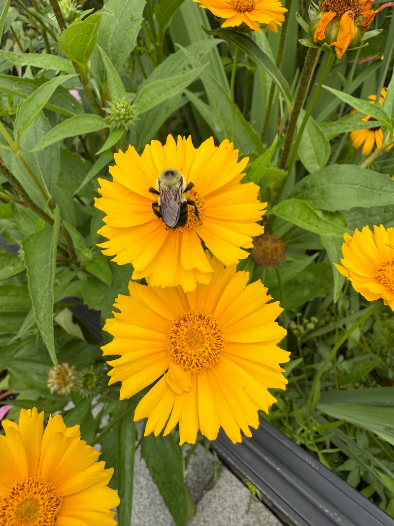 Yellow flowers with a bee on one of them, surrounded by green leaves.