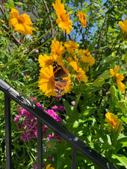 Butterfly on a yellow flower with green leaves and other flowers in the background
