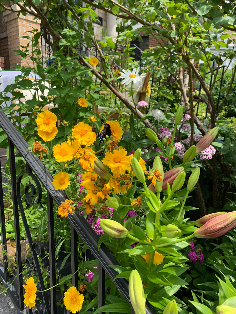 Black butterfly on yellow, white, and pink flowers in a garden setting.
