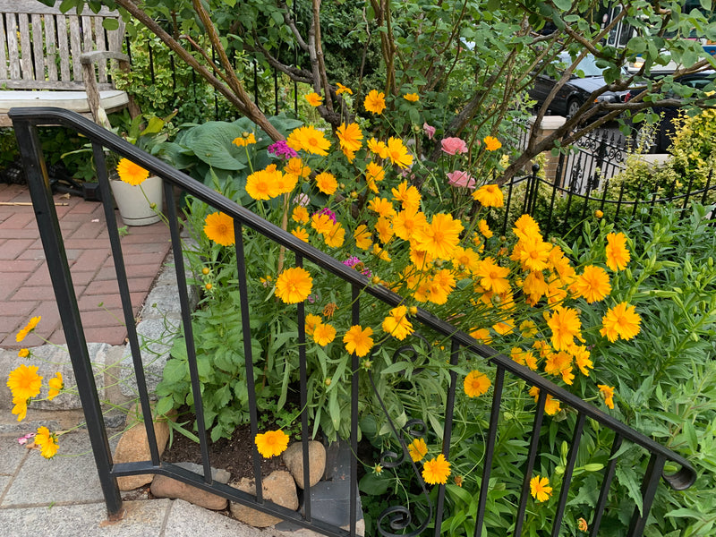Yellow flowers by a black metal railing with a garden and bench in the background