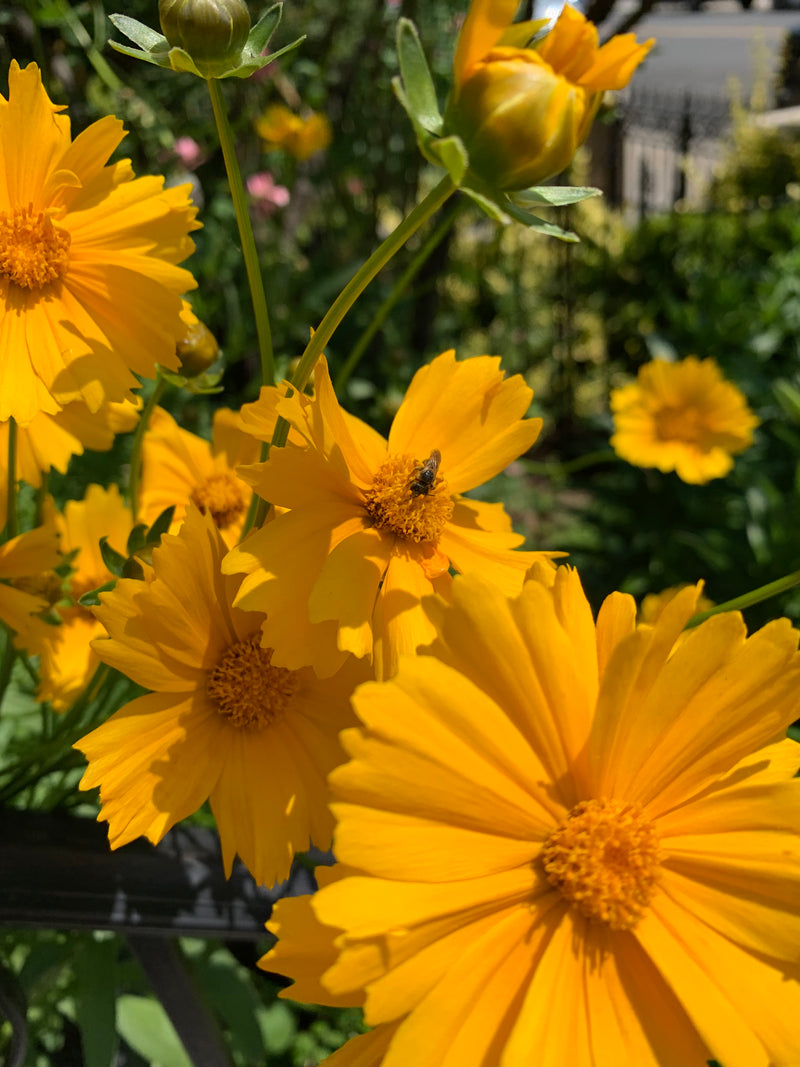 Close-up of bright yellow flowers with a bee on one of them, set against a blurred natural background.