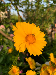 Close-up of a bright yellow flower with a blurred green background
