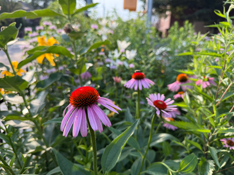 Purple coneflowers in a garden with green leaves and blurred background