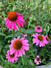 Pink flowers with orange centers on a green plant