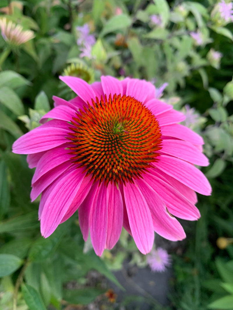 Pink flower with a brown center against a green background