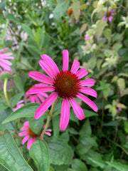 Pink flower with green leaves in a natural setting