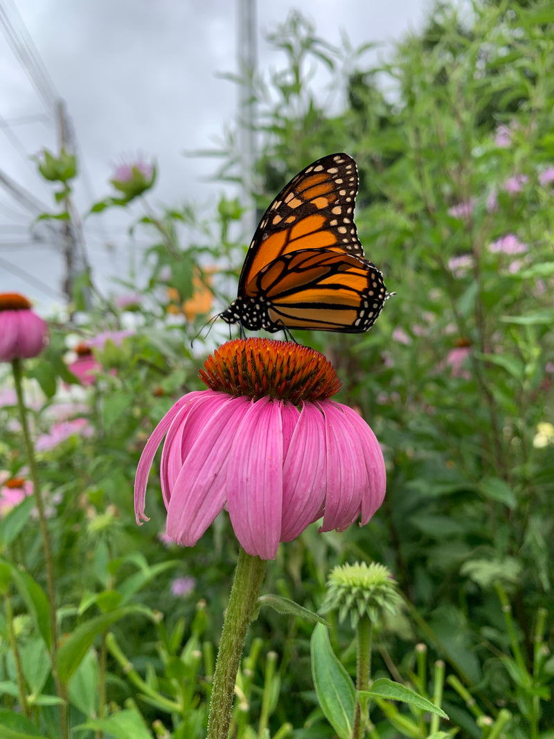 Monarch butterfly on a pink flower with green foliage in the background