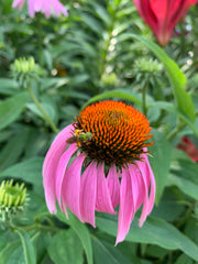 Pink flower with a bee on a green leafy background
