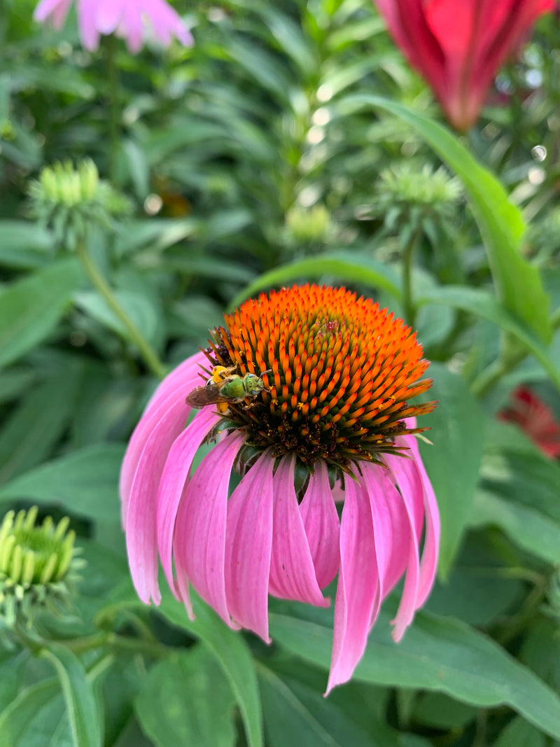 Pink flower with a bee on a green leafy background