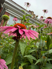 Close-up of a pink flower with green leaves and a building in the background