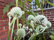 Green plants with spherical flowers against a brick wall