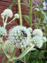 Bee on a white flower with a blurred background
