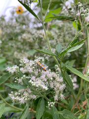 Moth on white flowers with green leaves in the background